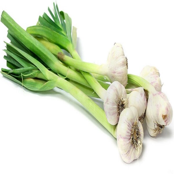 Hara Lahasun (Garlic Green)