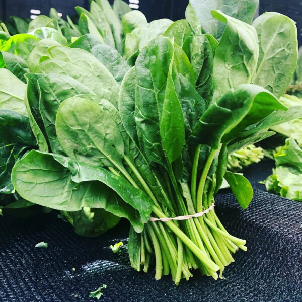 Paalak (Spinach)
