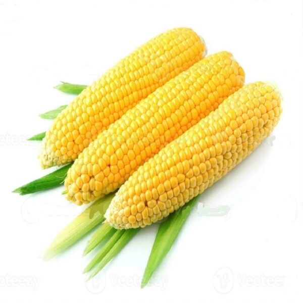 Bhutta (American Corn)