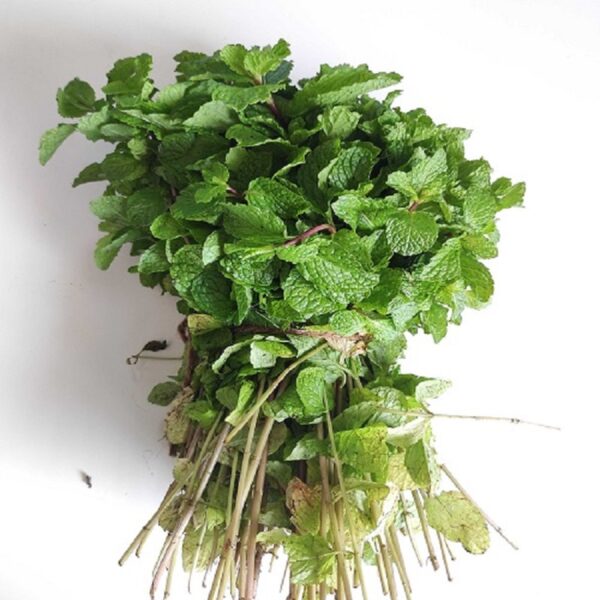 Pudina (Mint Leaves)
